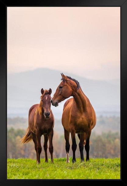 Horse Picture Mare Foal Family Rolling Hills Breed Running Girls  Room Rodeo Cowboy Western Stallion Farm Ranch Art Picture No Glare Wood Frame Display 9x13