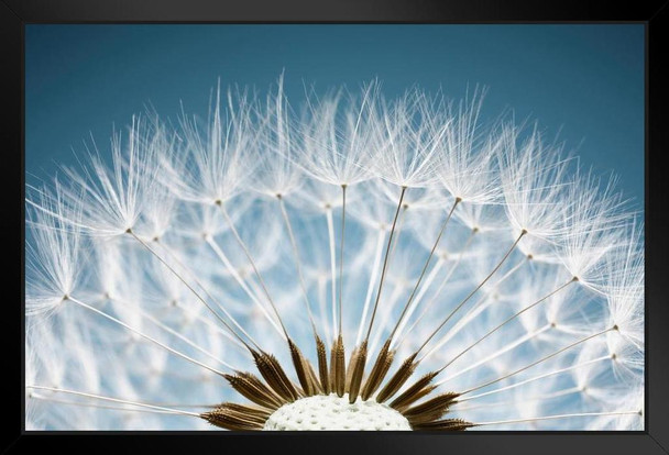 Close Up of Dandelion Spores Photo Photograph Art Print Stand or Hang Wood Frame Display Poster Print 13x9