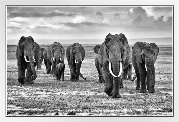 Family of Elephants Walking on the African Savannah Photo Photograph White Wood Framed Poster 20x14