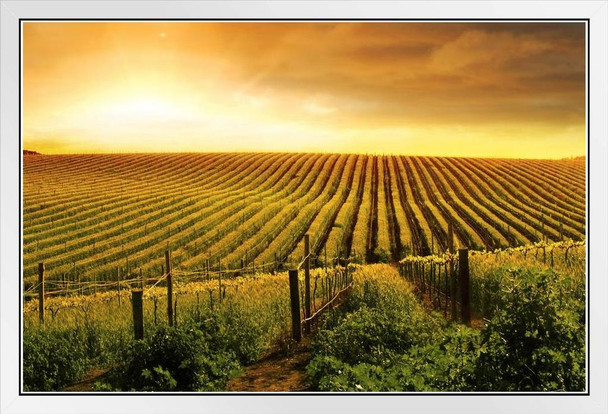 Stunning Wine Vineyard Sunset Barossa Valley Photo Photograph White Wood Framed Poster 20x14