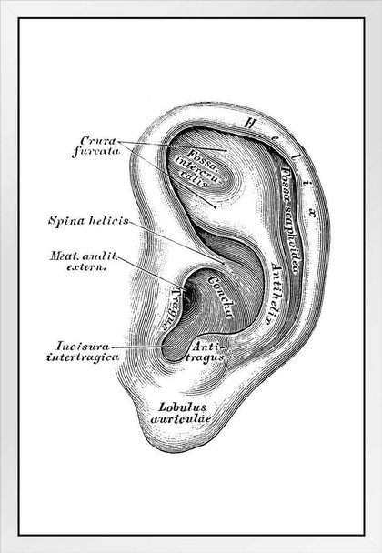 Human Anatomy Scientific Illustrations Ear Auditory System White Wood Framed Poster 14x20