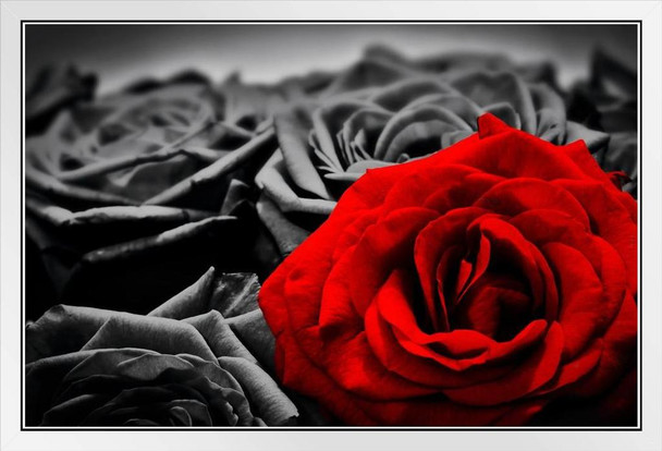Romantic Red Rose Against Black And White Roses Art White Wood Framed Poster 20x14