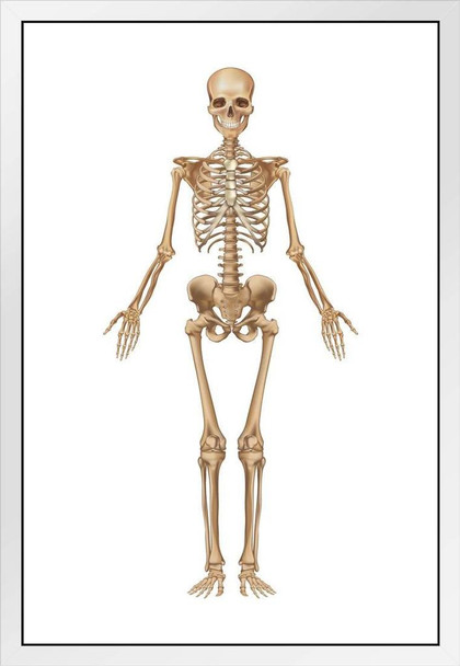 Full Human Skeleton Frontal View Detailed Illustration Medical Chart White Wood Framed Poster 14x20