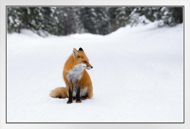 Winter Watcher Red Fox Sitting in Snow Pictures For Wall Fox Poster Fox Pictures For Wall Decor Cool Fox Wall Art Fox Animal Decor Wildlife Fox Animal Wall Decor White Wood Framed Art Poster 20x14