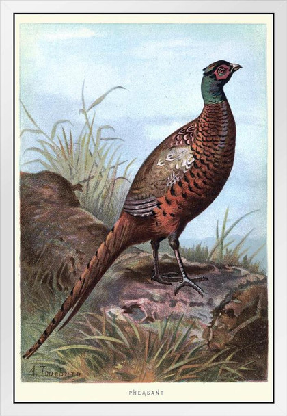 Ring Necked Pheasant Sitting on a Log Vintage Illustration Bird Pictures Wall Decor Beautiful Art Wall Decor Feather Prints Wall Art Wildlife Animal Bird Prints White Wood Framed Art Poster 14x20