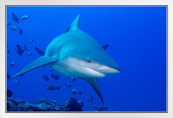 Bull Shark Gliding through School of Fish Photo Photograph Shark Posters For Walls Shark Pictures Cool Sharks Of The World Poster Shark Wall Decor Ocean Poster White Wood Framed Art Poster 20x14