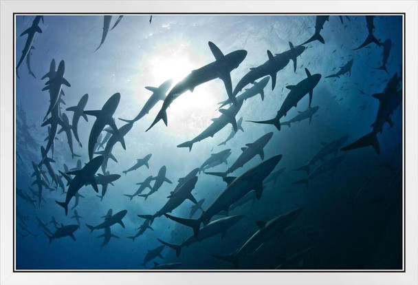 Schools of Silky Sharks During Mating Rituals Photo Photograph White Wood Framed Poster 20x14