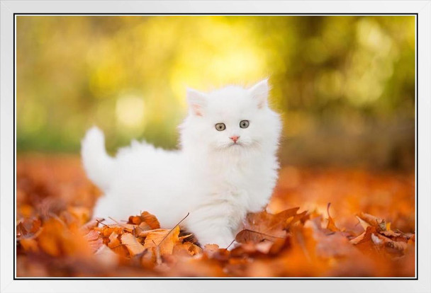 Cute White Kitten Stalking in Autumn Leaves Baby Animal Portrait Photo Cat Poster Cute Wall Posters Kitten Posters for Wall Baby Poster Inspirational Cat Poster White Wood Framed Art Poster 20x14