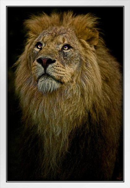 Waiting Lion by Chris Lord Male Lion Mane Lion Posters For Wall Lion Pictures Wall Decor Picture Of Lions African Travel Poster Safari Picture Lions Home Decor White Wood Framed Art Poster 14x20