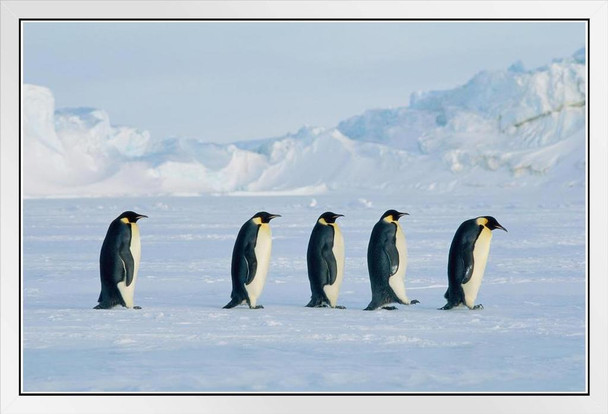Five Emperor Penguins On The Move Photo Penguin Poster Penguin Home Decor Emperor Penguin Wall Decor Arctic Ice Animal Wildlife Art Print Snow Nature Print White Wood Framed Art Poster 20x14