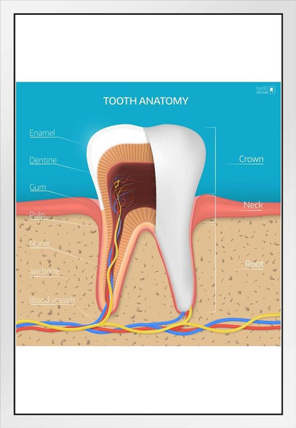Human Tooth Structure Cross Section Anatomy Diagram Educational Chart White Wood Framed Poster 14x20