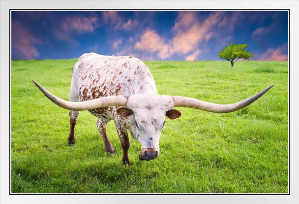 Texas Longhorn Cow Grazing at Dawn Photograph Bull Pictures Wall Decor Longhorn Picture Longhorn Wall Decor Bull Picture of a Cow Print Decor Bull Horns for Wall White Wood Framed Art Poster 20x14