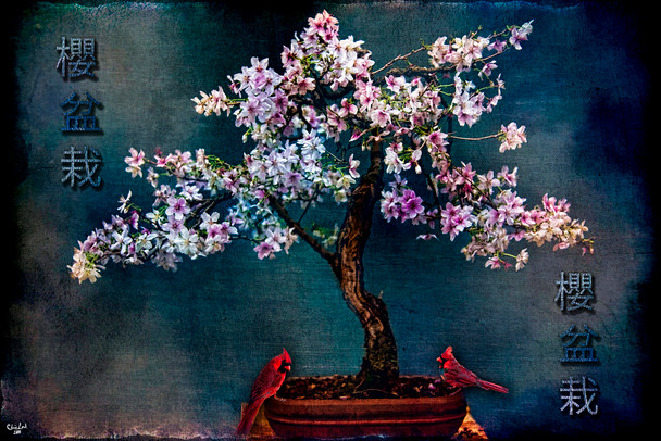 Sakura Bonsai by Chris Lord Photo Photograph Plant Room Decor Aesthetic Plant Art Prints Large Botanical Poster Nature Wall Art Decor Boho Pictures Wall Decor Cool Wall Art Print Poster 12x18