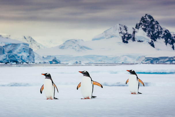 Trio of Gentoo Penguins Photo Photograph Penguin Poster Penguin Home Decor Gentoo Penguin Wall Decor Arctic Ice Animal Wildlife Art Print Snow Nature Print Cool Wall Art Print Poster 18x12