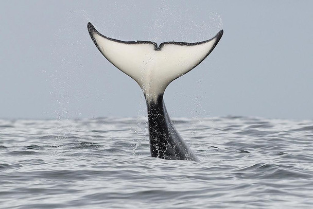 Killer Whales Off California Coast Pacific Ocean Near Carmel Photo Photograph Thick Paper Sign Print Picture 12x8