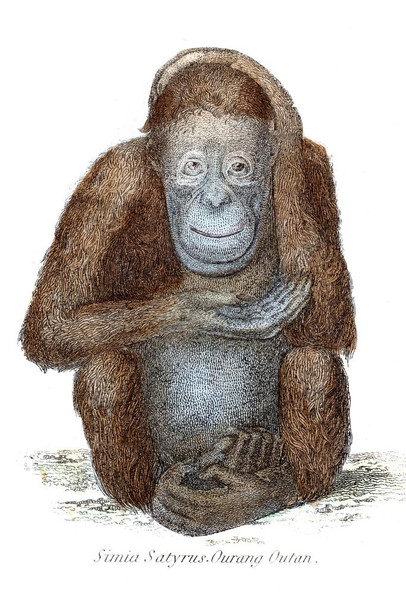 Orangutan Sitting Antique 1803 Illustration Pictures of Apes Poster Primate Poster Gorilla Picture Paintings For Living Room Decor Tropical Nature Art Print Thick Paper Sign Print Picture 8x12