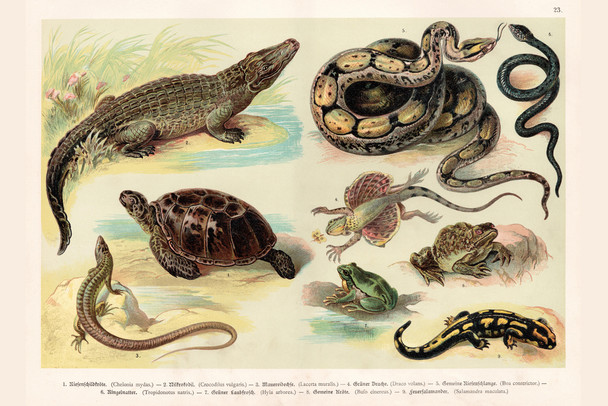 Reptiles Lithograph 1888 Vintage Biology Poster Amphibian Reptile Posters Science Charts and Posters Reptile Scales Biology WIldlife Nature Art Print Cool Wall Decor Art Print Poster 12x18