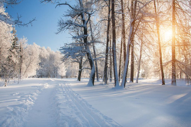 Winter Park Forest Trees In Snow Sunrise Landscape Photo Photograph Thick Paper Sign Print Picture 12x8