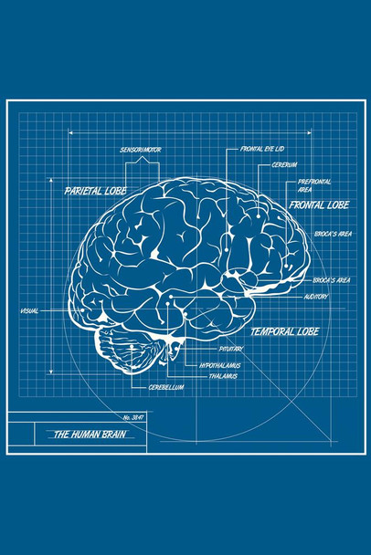 Human Brain Vector Outline Sketched Up, Vector Illustration EPS 10. Stock  Vector by ©ohmega1982 28039733