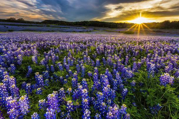 Texas Bluebonnet Flowers Field At Sunset Muleshoe Bend Recreation Area Photo Photograph Beach Palm Landscape Pictures Ocean Scenic Nature Photography Thick Paper Sign Print Picture 12x8