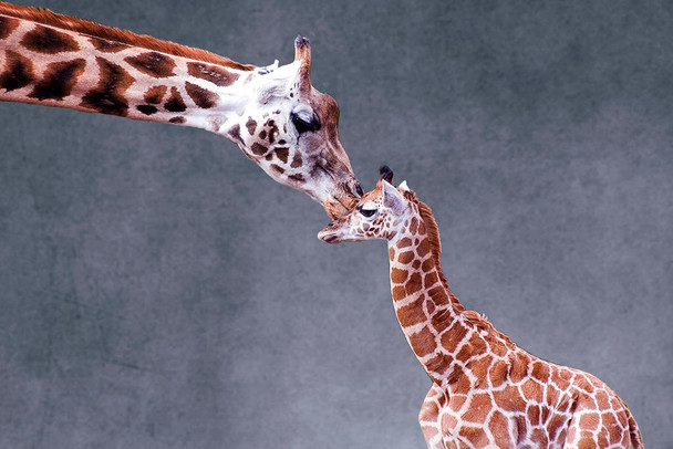 Mothers Love Giraffe Kiss Photo Giraffe Poster Giraffe Wall Art Giraffe Pictures for Wall Giraffe Decor Giraffe Standing Safari Wall Pictures Cute Prints Thick Paper Sign Print Picture 8x12