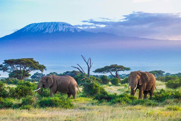 Majestic Elephant Couple Mount Kilimanjaro Volcano Tanzania Africa Animals Grazing Photo Photograph Colorful Landscape Thick Paper Sign Print Picture 12x8