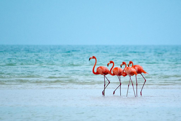 Flamingos Wading in the Ocean Photo Photograph Flamingo Print Flamingo Wall Decor Beach Theme Bathroom Decor Wildlife Print Pink Flamingo Bird Exotic Beach Thick Paper Sign Print Picture 12x8