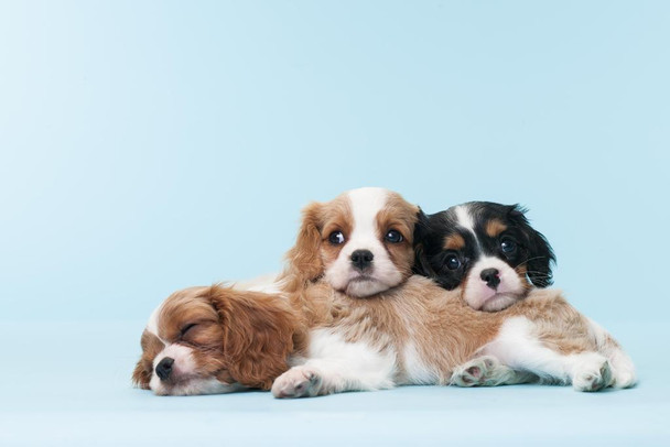 Cavalier King Charles Spaniel Puppies Dogs Relaxing Puppy Black Brown Cute Dog Breed Sleeping Animal Photo Photograph Thick Paper Sign Print Picture 12x8