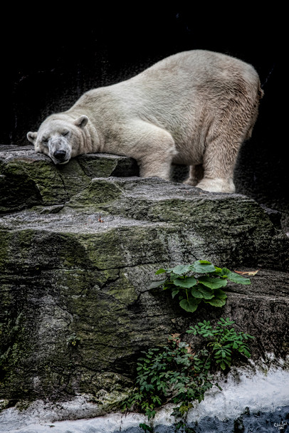 The Contented Bear by Chris Lord Photo White Polar Big Bear Poster Large Bear Picture of a Bear Posters for Wall Bear Print Wall Art Bear Pictures Wall Decor Cool Wall Decor Art Print Poster 12x18