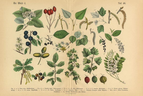 Forest Fruit Trees and Plants Victorian Botanical Art Print Thick Paper Sign Print Picture 12x8