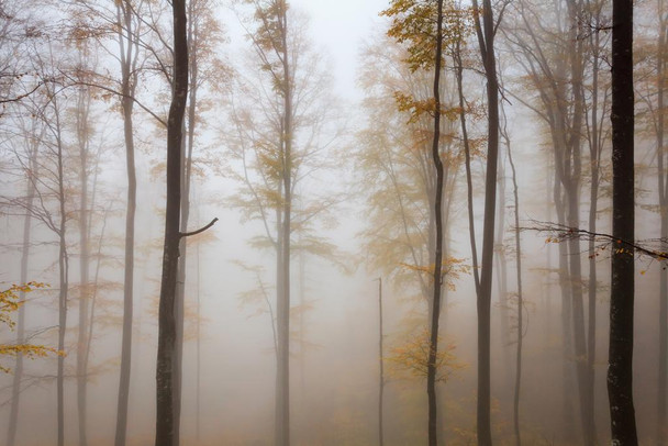 Laminated Misty Beech Tree Forest Autumn Landscape Photo Poster Dry Erase Sign 36x24