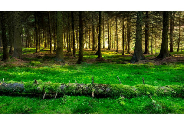 Laminated Mossy Forest Beside Snake Pass Derbyshire England Photo Poster Dry Erase Wall Art 36x24