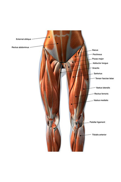 Laminated Female Anterior Leg Muscles Labeled Educational Chart Poster Dry Erase Wall Art 24x36