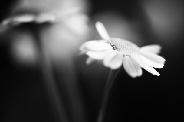 Laminated Black And White Daisy Macro Flower Fine Abstract Art Poster Dry Erase Wall Art 36x24