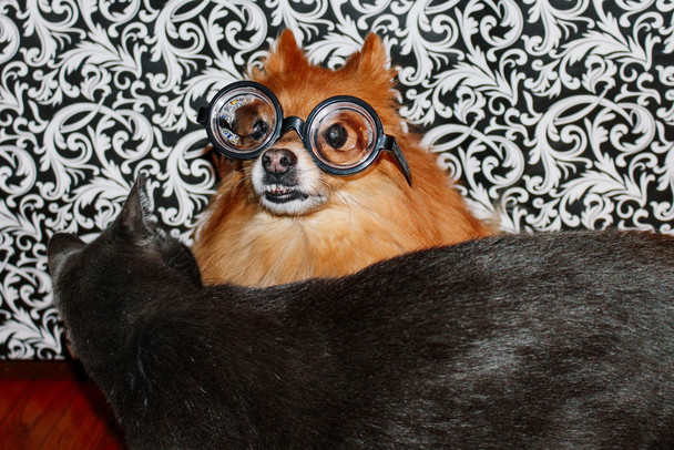 Funny Pomeranian Dog Wearing Glasses with Cat Photo Photograph Cool Wall Decor Art Print Poster 18x12