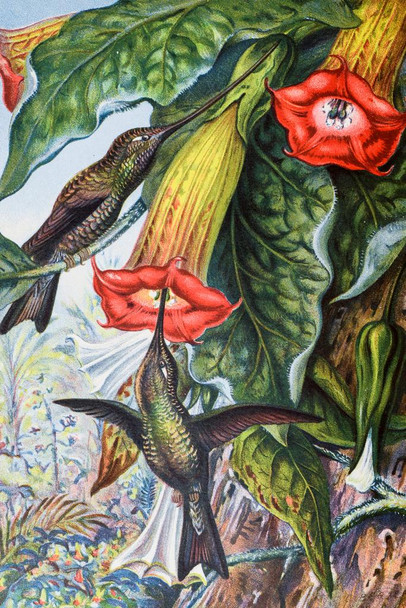 Laminated Hummingbird Pollinating Angels Trumpets Brugmansia Victorian Style Illustration Poster Dry Erase Wall Art 24x36