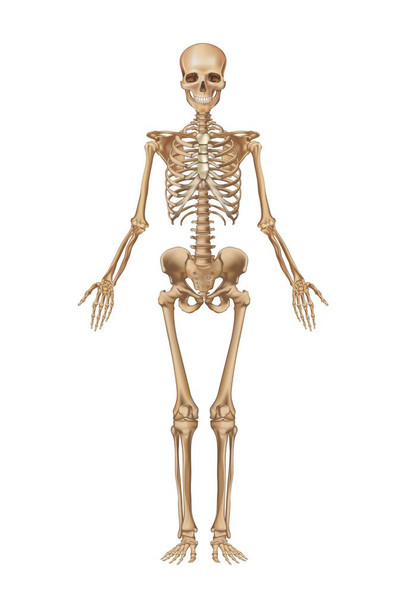 Laminated Full Human Skeleton Frontal View Detailed Illustration Medical Chart Poster Dry Erase Sign 24x36