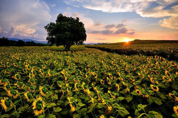Laminated Sunflower at Nakhon Ratchasima Province Thailand Photo Photograph Poster Dry Erase Wall Art 36x24