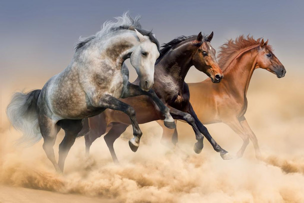 Laminated Three Arabian Stallions Horses Running Through The Dust Photo Photograph Poster Dry Erase Sign 36x24