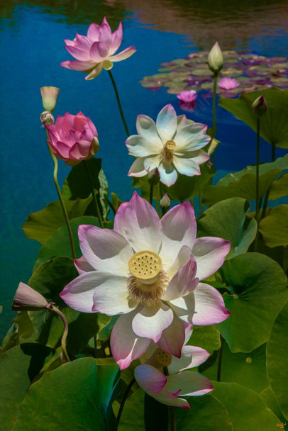 Laminated Lotus Pool by Chris Lord Photo Photograph Poster Dry Erase Sign 24x36
