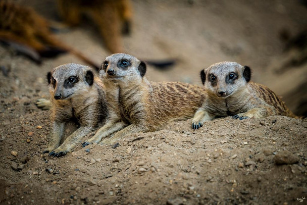 Laminated Meercat Trio by Chris Lord Photo Photograph Poster Dry Erase Wall Art 24x36