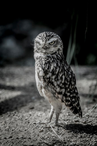 Laminated Owl by Chris Lord Photo Photograph Poster Dry Erase Wall Art 24x36