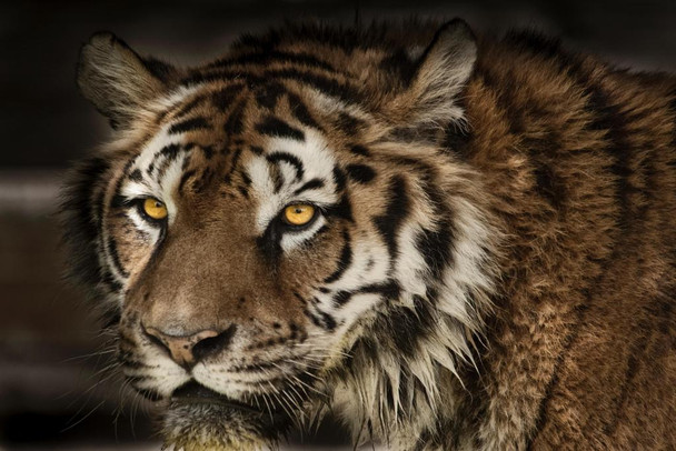 Laminated Close Up of a Majestic Tiger Face Tiger Art Print Tiger Pictures Wall Decor Tiger Stripe Print Jungle Animal Art Print Tiger Whiskers Decor Pictures of Tigers Poster Dry Erase Wall Art 36x24