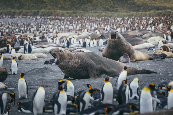 Laminated Fight Time Elephant Seals Surrounded by Penguins Photo Photograph Poster Dry Erase Wall Art 36x24