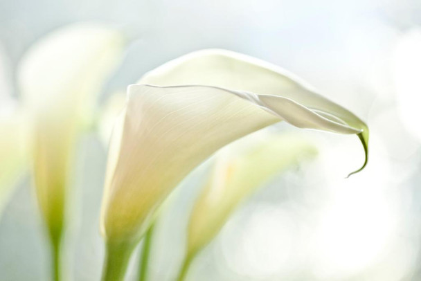 Laminated White Calla Lilies Photo Plant Room Decor Aesthetic Plant Art Prints Large Botanical Poster Nature Wall Art Decor Boho Pictures  Flower Bouquet Prints Poster Dry Erase Wall Art 36x24