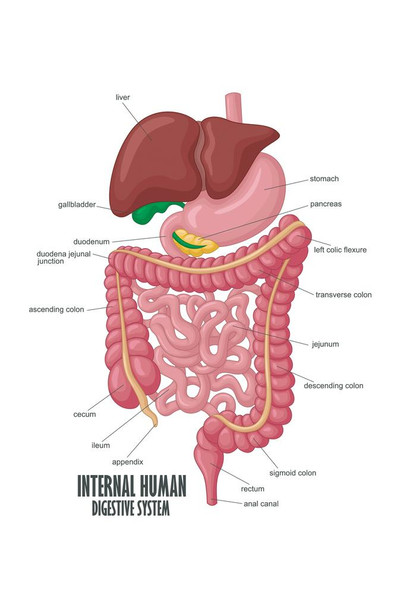 Laminated Internal Human Digestive System Illustration Human Anatomy Educational Chart Poster Dry Erase Sign 24x36