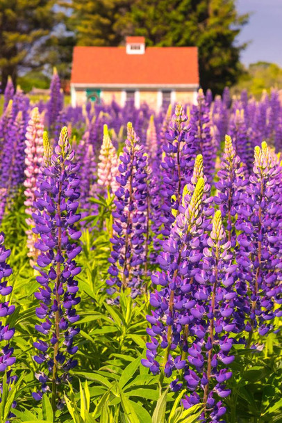 Laminated Lupines Growing in Cottage Garden Cape Elizabeth Photo Photograph Poster Dry Erase Wall Art 24x36