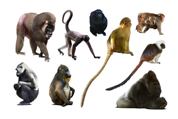 Laminated collection of different monkeys Cool Wall Art Poster Dry Erase Wall Art 24x36