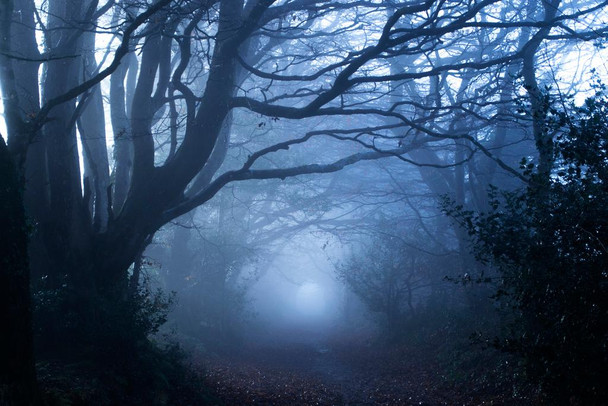 Laminated Footpath Through A Misty Woods Photo Photograph Spooky Scary Halloween Decorations Poster Dry Erase Sign 36x24