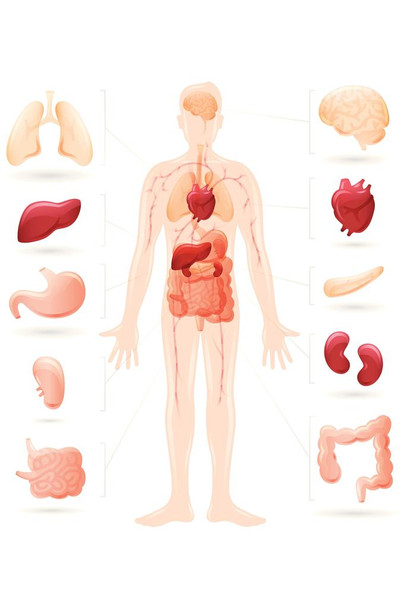 Human Body And Organs Anatomy Diagram Cool Wall Art Laminated Dry Erase Sign Poster 24x36